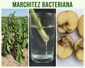 Infografía de síntomas de Marchitez Bacteriana (Ralstonia solanacearum) en papa: planta con marchitez verde en campo, prueba del vaso mostrando exudado lechoso bacteriano y tubérculos con podredumbre parda en el anillo vascular.