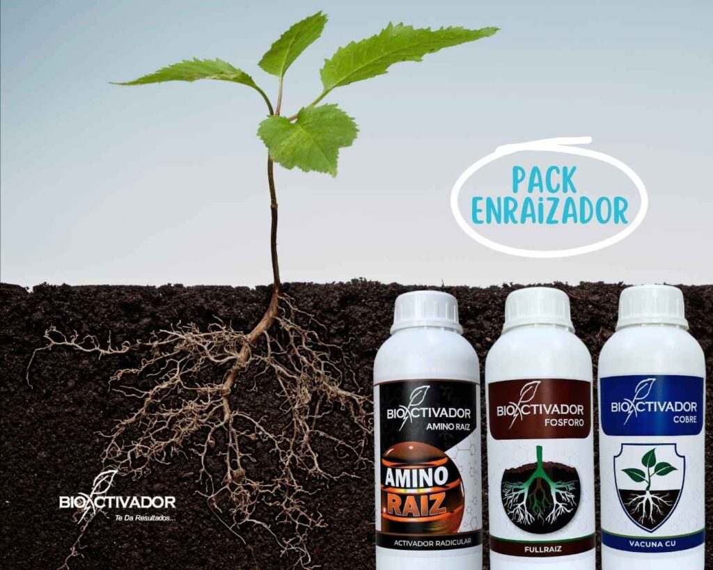Pack Enraizador Bioactivador: Plántula mostrando un sistema radicular denso con pelos radiculares visibles, junto a los fertilizantes líquidos Amino Raiz, Full Raiz y Vacuna Cu recomendados para la etapa de enraizamiento.