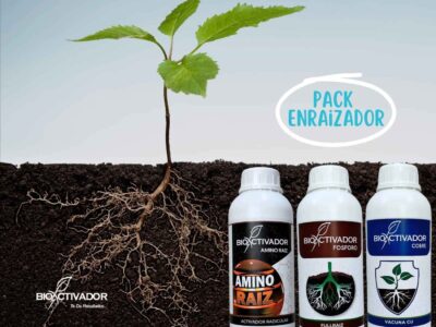 Pack Enraizador Bioactivador: Plántula mostrando un sistema radicular denso con pelos radiculares visibles, junto a los fertilizantes líquidos Amino Raiz, Full Raiz y Vacuna Cu recomendados para la etapa de enraizamiento.