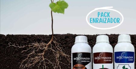 Pack Enraizador Bioactivador: Plántula mostrando un sistema radicular denso con pelos radiculares visibles, junto a los fertilizantes líquidos Amino Raiz, Full Raiz y Vacuna Cu recomendados para la etapa de enraizamiento.
