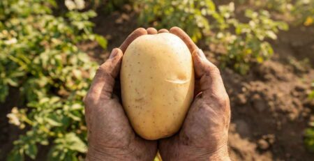 Primer plano de las manos de un agricultor sosteniendo una papa grande, limpia y sana, libre de plagas y enfermedades, representando el resultado de aplicar las soluciones correctas en el cultivo de papa.