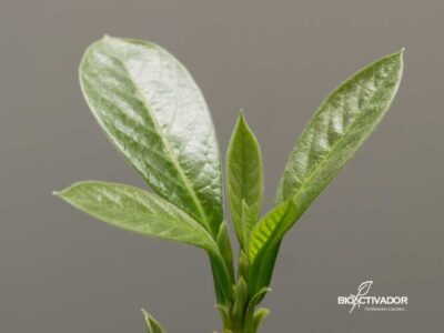 Primer plano de un plantín de palta (aguacate) en etapa de crecimiento vegetativo, mostrando brotes apicales nuevos y hojas sanas, listo para recibir bioestimulantes (aminoacidos) y nutrición de arranque.