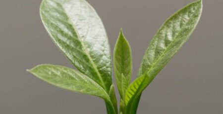 Primer plano de un plantín de palta (aguacate) en etapa de crecimiento vegetativo, mostrando brotes apicales nuevos y hojas sanas, listo para recibir bioestimulantes (aminoacidos) y nutrición de arranque.