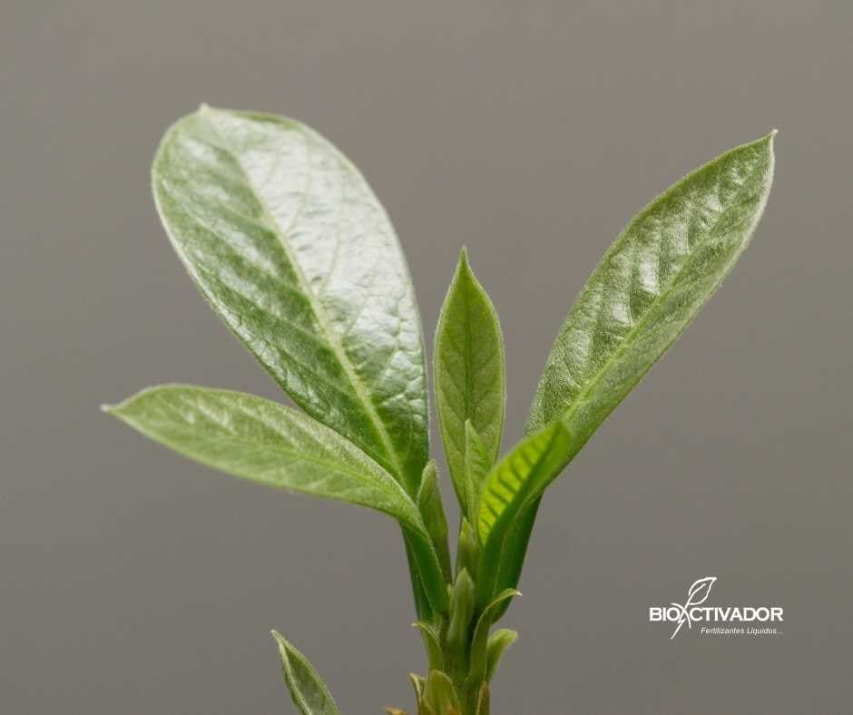 Primer plano de un plantín de palta (aguacate) en etapa de crecimiento vegetativo, mostrando brotes apicales nuevos y hojas sanas, listo para recibir bioestimulantes (aminoacidos) y nutrición de arranque.