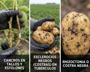 Collage de síntomas de Rhizoctonia solani (Costra Negra) en cultivo de papa: cancros rojizos estrangulando tallos y estolones, y tubérculos con esclerocios negros (costras) adheridos a la piel que parecen tierra.