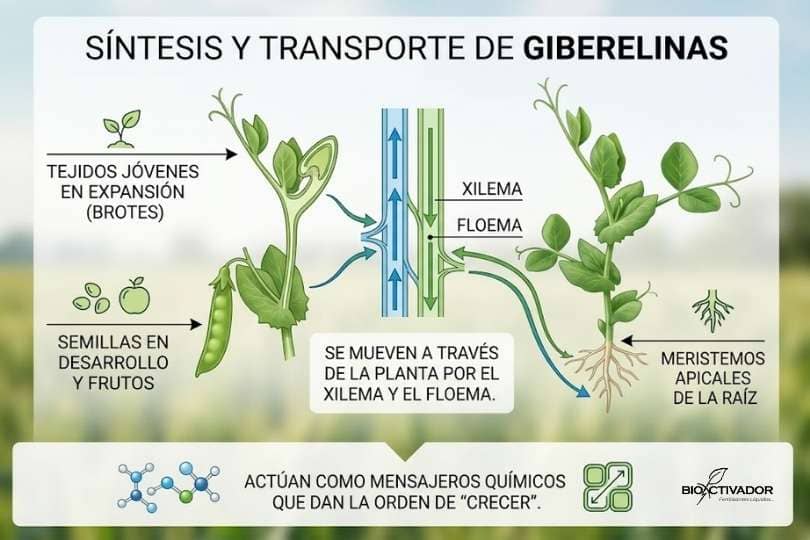 Infografía de la síntesis y transporte de giberelinas en plantas, mostrando su producción en brotes jóvenes, semillas y raíces, y su movimiento a través del xilema y floema.