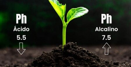 Plántula creciendo en tierra fértil ilustrando la escala de pH del suelo: ácido 5.5 y alcalino 7.5 para la nutrición vegetal