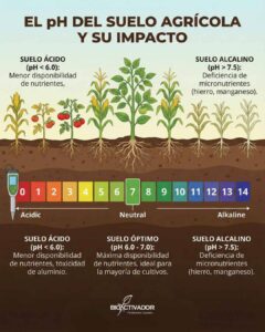 Ilustración comparativa del impacto visual del pH en cultivos de maíz y tomate: diferencias de crecimiento y raíces en suelos ácidos, neutros y alcalinos.