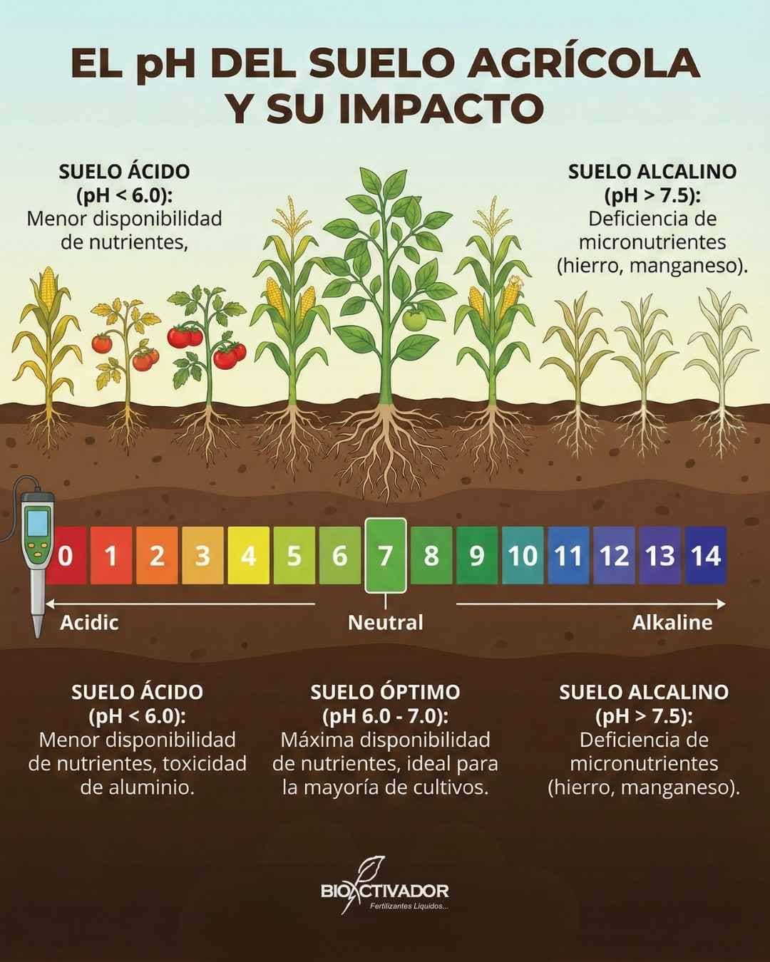 Ilustración comparativa del impacto visual del pH en cultivos de maíz y tomate: diferencias de crecimiento y raíces en suelos ácidos, neutros y alcalinos.