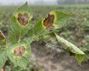 Hoja de papa infectada por Rancha o Tizón Tardío (Phytophthora infestans), mostrando manchas necróticas oscuras y presencia de micelio blanco (esporulación) en el envés, típico de alta humedad.