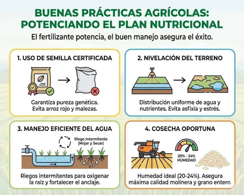 Buenas Prácticas Agrícolas en cultivo de arroz: uso de semilla certificada, nivelación del terreno, riego intermitente y humedad óptima de cosecha.