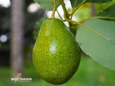 Primer plano de fruto de Palto (Aguacate) Hass en plena etapa de desarrollo y llenado, mostrando una textura rugosa verde y un calibre en aumento, colgando del pedúnculo en el árbol.