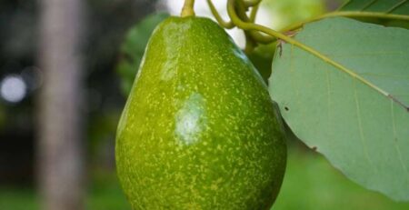 Primer plano de fruto de Palto (Aguacate) Hass en plena etapa de desarrollo y llenado, mostrando una textura rugosa verde y un calibre en aumento, colgando del pedúnculo en el árbol.
