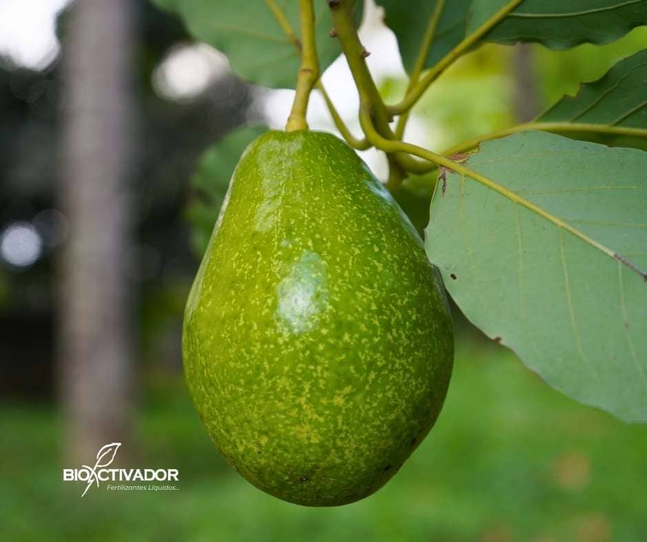 Primer plano de fruto de Palto (Aguacate) Hass en plena etapa de desarrollo y llenado, mostrando una textura rugosa verde y un calibre en aumento, colgando del pedúnculo en el árbol.