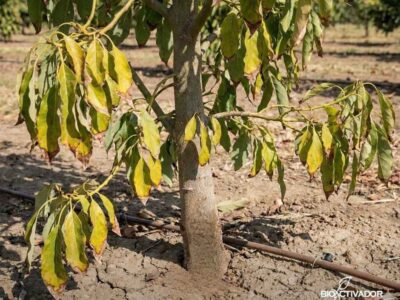 Árbol joven de palto (aguacate) mostrando síntomas avanzados de Phytophthora (tristeza), una de las enfermedades en las plantas más críticas, manifestada con hojas amarillas (clorosis) y marchitez descendente debido a la pudrición de raíces.