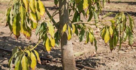 Árbol joven de palto (aguacate) mostrando síntomas avanzados de Phytophthora (tristeza), una de las enfermedades en las plantas más críticas, manifestada con hojas amarillas (clorosis) y marchitez descendente debido a la pudrición de raíces.