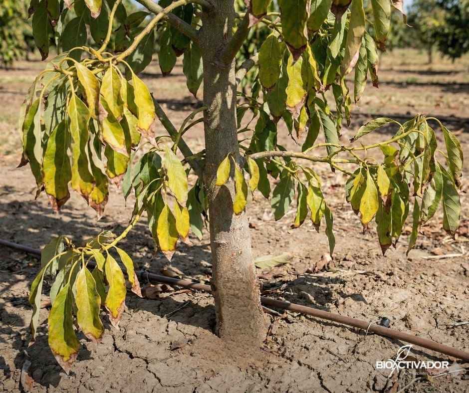 Árbol joven de palto (aguacate) mostrando síntomas avanzados de Phytophthora (tristeza), una de las enfermedades en las plantas más críticas, manifestada con hojas amarillas (clorosis) y marchitez descendente debido a la pudrición de raíces.