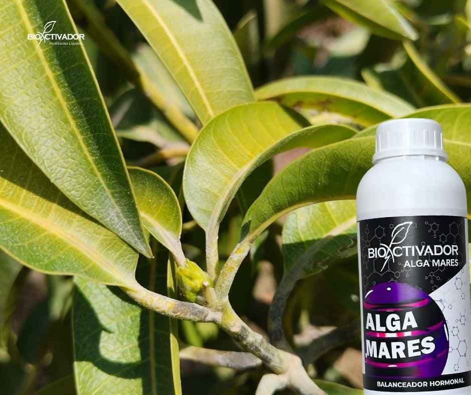 Aplicación de bioestimulante de algas marinas Alga Mares en cultivo de Mango durante la etapa crítica de pre-floración para estimular la diferenciación de yemas.