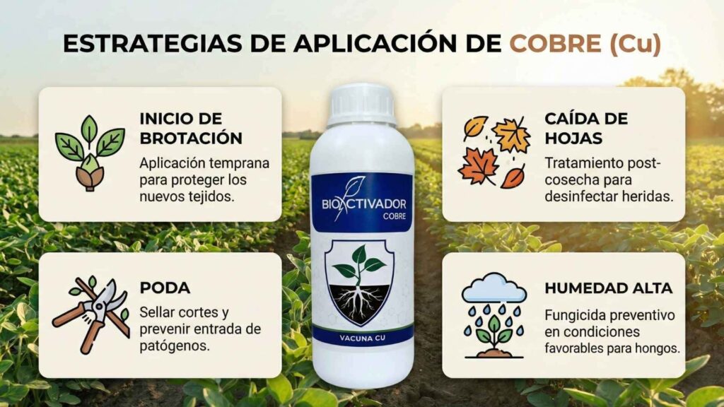 Infografía de las 4 estrategias clave de aplicación de Cobre (Cu): 1. Inicio de Brotación (protección de tejido tierno), 2. Poda (sellado de heridas), 3. Caída de Hojas (desinfección post-cosecha) y 4. Alta Humedad (prevención de lluvias).