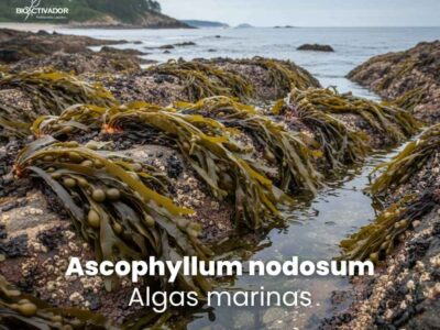 Fotografía de algas marinas Ascophyllum nodosum creciendo en las costas rocosas del Atlántico Norte, mostrando su exposición a las mareas, fuente principal de extractos bioestimulantes agrícolas.