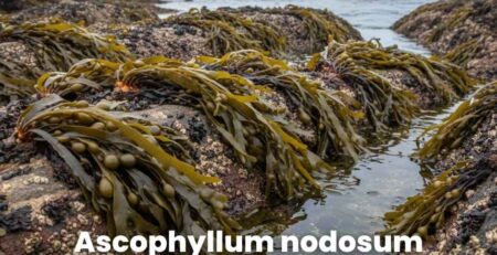 Fotografía de algas marinas Ascophyllum nodosum creciendo en las costas rocosas del Atlántico Norte, mostrando su exposición a las mareas, fuente principal de extractos bioestimulantes agrícolas.