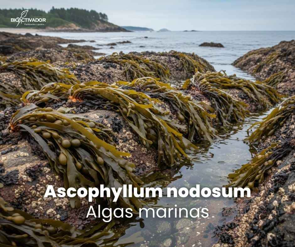 Fotografía de algas marinas Ascophyllum nodosum creciendo en las costas rocosas del Atlántico Norte, mostrando su exposición a las mareas, fuente principal de extractos bioestimulantes agrícolas.