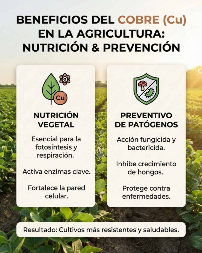 Infografía de los beneficios duales del Cobre (Cu) en agricultura: actúa simultáneamente como Nutriente (fotosíntesis y pared celular) y como Protector Preventivo (fungicida y bactericida).
