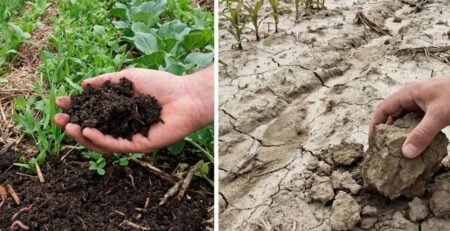 Comparación visual directa de la salud de los suelos: A la izquierda, un suelo fértil, oscuro y con estructura grumosa (suelto) gracias a Buenas Prácticas Agrícolas; a la derecha, un suelo degradado, pálido, agrietado y compactado por exceso de químicos y falta de materia orgánica.