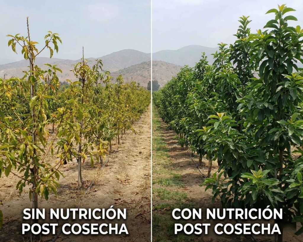Comparativa visual en campo de frutales: A la izquierda, árboles amarillentos y débiles sin nutrición post cosecha; a la derecha, árboles verdes, frondosos y vigorosos tratados con nutrición recuperativa para acumular reservas.