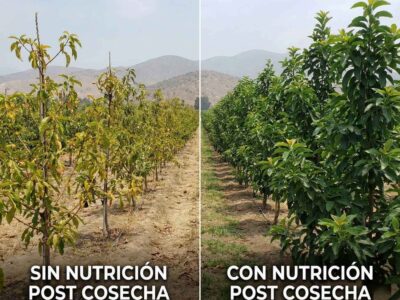 Comparativa visual en campo de frutales: A la izquierda, árboles amarillentos y débiles sin nutrición post cosecha; a la derecha, árboles verdes, frondosos y vigorosos tratados con nutrición recuperativa para acumular reservas.