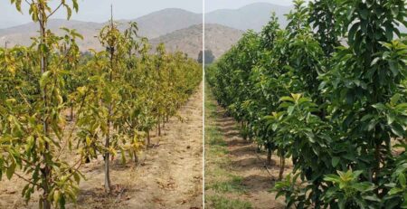 Comparativa visual en campo de frutales: A la izquierda, árboles amarillentos y débiles sin nutrición post cosecha; a la derecha, árboles verdes, frondosos y vigorosos tratados con nutrición recuperativa para acumular reservas.