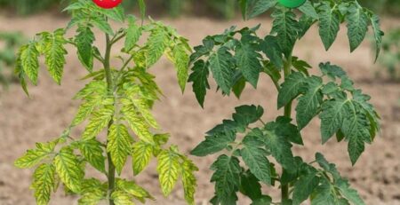 Comparación visual de una planta de tomate sana frente a una con deficiencia, mostrando la severa clorosis intervenal en hojas viejas que evidencia la falta de magnesio en las plantas.