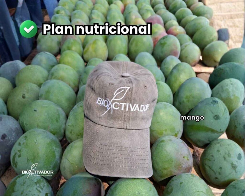 Fotografía de cosecha de cultivo de mango, calidad exportación, mostrando frutos de calibre uniforme y sanidad impecable, con la gorra de la marca Bioactivador como testimonio del éxito del plan nutricional aplicado.