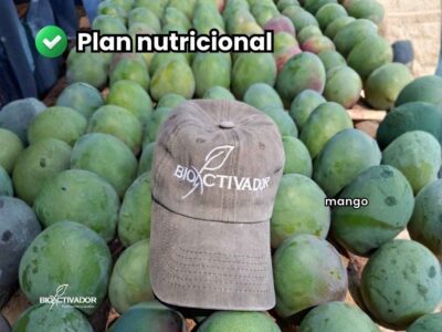 Fotografía de cosecha de cultivo de mango, calidad exportación, mostrando frutos de calibre uniforme y sanidad impecable, con la gorra de la marca Bioactivador como testimonio del éxito del plan nutricional aplicado.