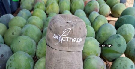 Fotografía de cosecha de cultivo de mango, calidad exportación, mostrando frutos de calibre uniforme y sanidad impecable, con la gorra de la marca Bioactivador como testimonio del éxito del plan nutricional aplicado.