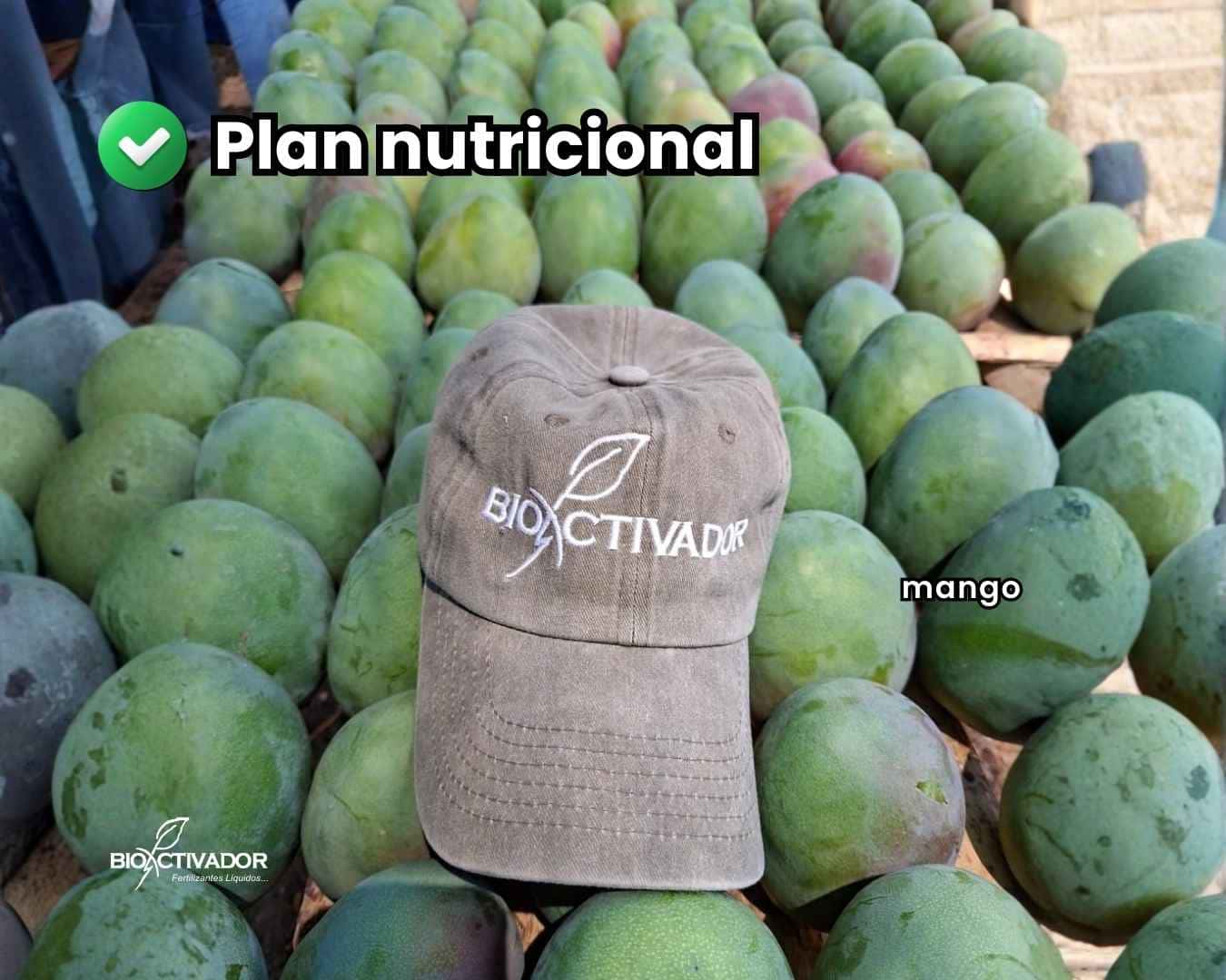 Fotografía de cosecha de cultivo de mango, calidad exportación, mostrando frutos de calibre uniforme y sanidad impecable, con la gorra de la marca Bioactivador como testimonio del éxito del plan nutricional aplicado.