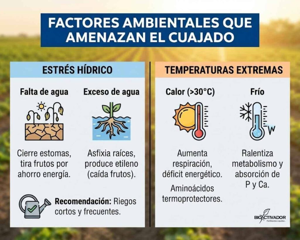 Factores ambientales que provocan caída de fruto durante el cuajado: estrés hídrico (falta o exceso de agua) y temperaturas extremas (calor >30°C y heladas).