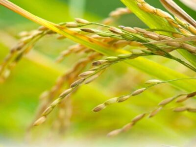 Primer plano de espigas de arroz (Oryza sativa) en etapa de llenado de grano, mostrando la transición de color verde a dorado, indicativo de una maduración sana producto de una correcta fertilización para arroz.