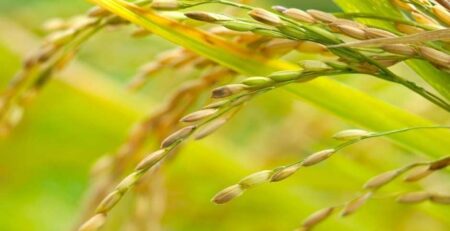Primer plano de espigas de arroz (Oryza sativa) en etapa de llenado de grano, mostrando la transición de color verde a dorado, indicativo de una maduración sana producto de una correcta fertilización para arroz.