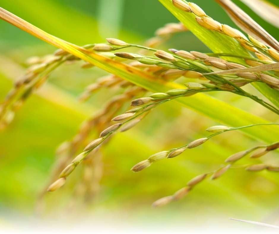 Primer plano de espigas de arroz (Oryza sativa) en etapa de llenado de grano, mostrando la transición de color verde a dorado, indicativo de una maduración sana producto de una correcta fertilización para arroz.