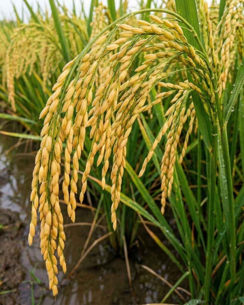 Panícula de arroz curvada por el peso en etapa de grano pastoso, mostrando la coloración dorada final y el llenado completo gracias a una buena translocación de nutrientes.