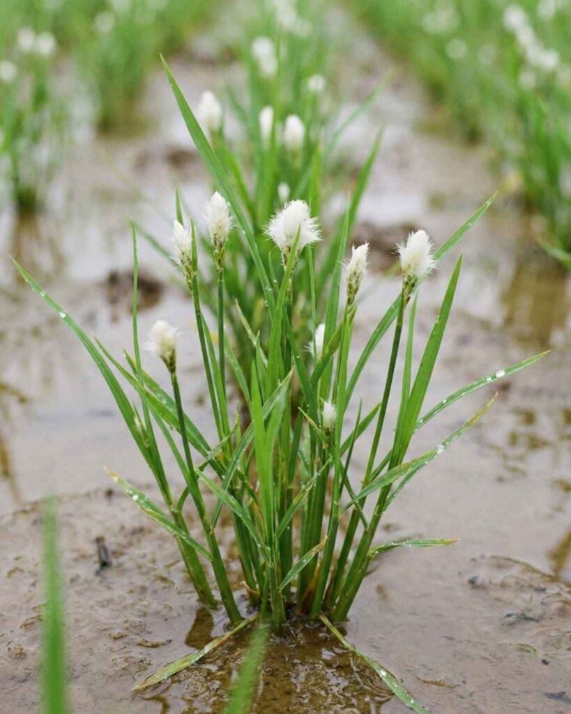 Planta de arroz en etapa fenológica de Punto de Algodón (primordio floral), mostrando la diferenciación del meristemo que indica el inicio de la fase reproductiva y la necesidad de Citoquininas y Fósforo.