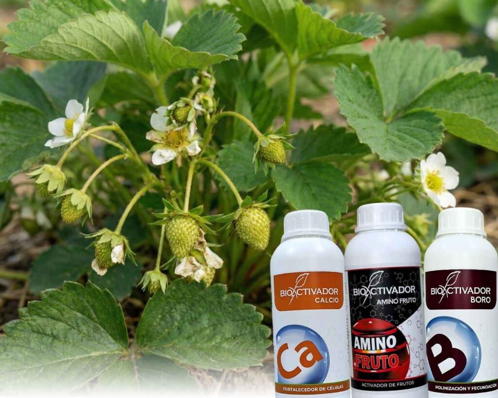 Planta de fresa en plena producción mostrando flores y frutos en cuajado, junto al Pack de Cuajado Bioactivador (Calcio, Boro y Amino Fruto) para prevenir deformaciones y asegurar el llenado.