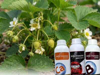 Planta de fresa en plena producción mostrando flores y frutos en cuajado, junto al Pack de Cuajado Bioactivador (Calcio, Boro y Amino Fruto) para prevenir deformaciones y asegurar el llenado.