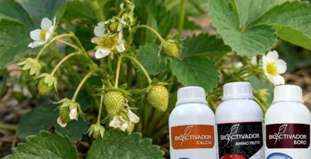 Planta de fresa en plena producción mostrando flores y frutos en cuajado, junto al Pack de Cuajado Bioactivador (Calcio, Boro y Amino Fruto) para prevenir deformaciones y asegurar el llenado.