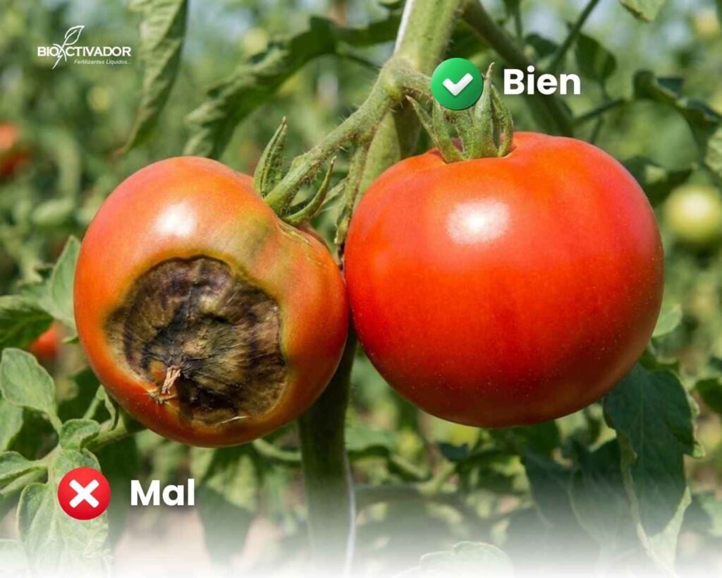 Comparación visual de un tomate con podredumbre apical versus un fruto sano y firme, ilustrando la importancia del calcio en la agricultura para la calidad, firmeza y vida post-cosecha.