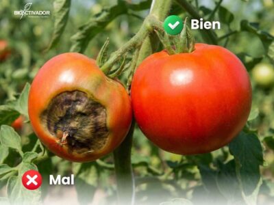 Comparación visual de un tomate con podredumbre apical versus un fruto sano y firme, ilustrando la importancia del calcio en la agricultura para la calidad, firmeza y vida post-cosecha.