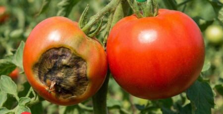 Comparación visual de un tomate con podredumbre apical versus un fruto sano y firme, ilustrando la importancia del calcio en la agricultura para la calidad, firmeza y vida post-cosecha.