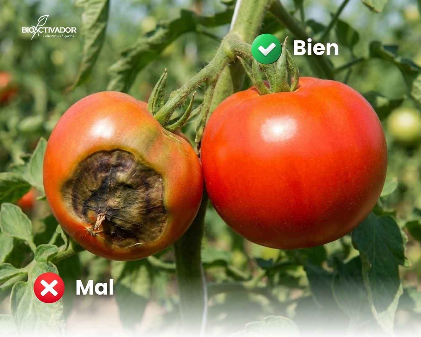 Comparación visual de un tomate con podredumbre apical versus un fruto sano y firme, ilustrando la importancia del calcio en la agricultura para la calidad, firmeza y vida post-cosecha.