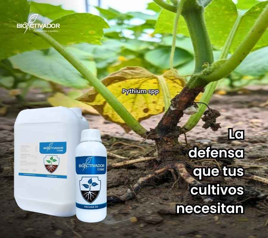 Planta de cultivo afectada por patógenos de suelo (pudrición de cuello/amarillamiento) tratada con fungicida a base de Cobre (Cu) para detener la infección y activar la defensa del cultivo.